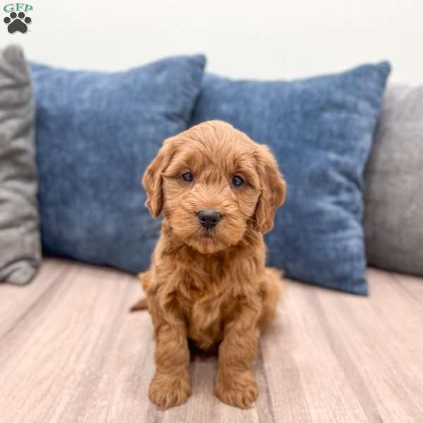 Mia, Mini Goldendoodle Puppy