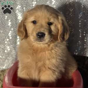 Remi, Golden Retriever Puppy
