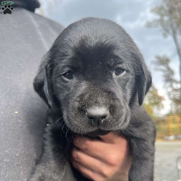 Lily, Black Labrador Retriever Puppy