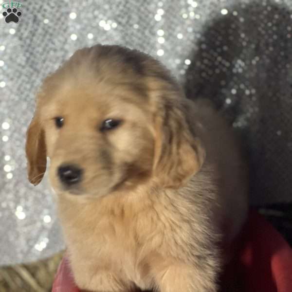 Remi, Golden Retriever Puppy