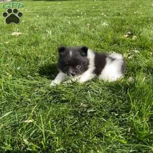 Riley, Pomeranian Puppy