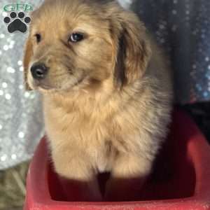 Rebecca, Golden Retriever Puppy