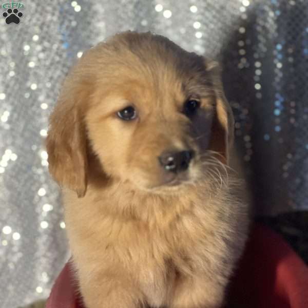 Rebecca, Golden Retriever Puppy