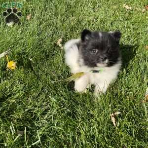 Riley, Pomeranian Puppy