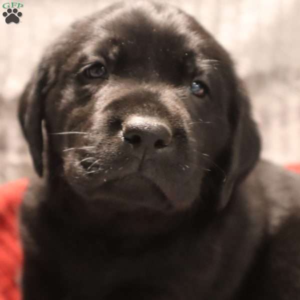 Gavin, Black Labrador Retriever Puppy