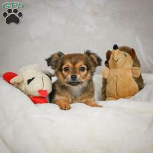 Cuddly, Chihuahua Puppy