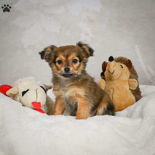 Cuddly, Chihuahua Puppy