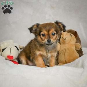 Cuddly, Chihuahua Puppy