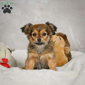 Cuddly, Chihuahua Puppy