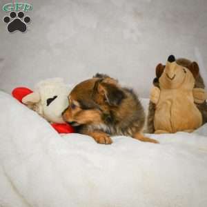 Cuddly, Chihuahua Puppy