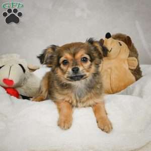 Cuddly, Chihuahua Puppy