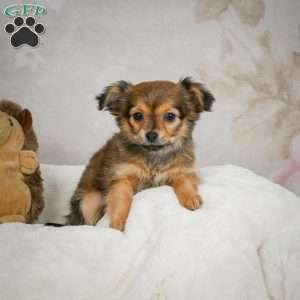 Cuddly, Chihuahua Puppy