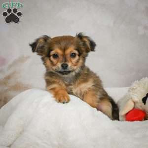 Cuddly, Chihuahua Puppy