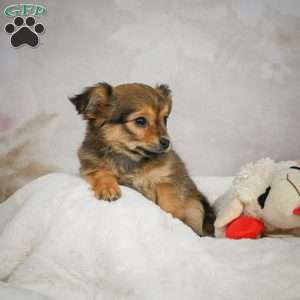 Cuddly, Chihuahua Puppy