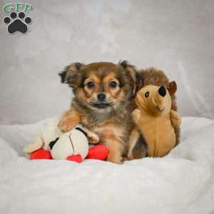 Cuddly, Chihuahua Puppy