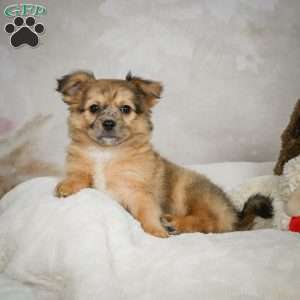 Terry, Chihuahua Puppy