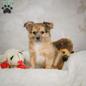 Terry, Chihuahua Puppy