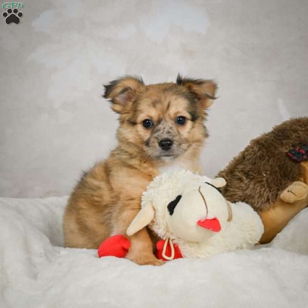 Terry, Chihuahua Puppy