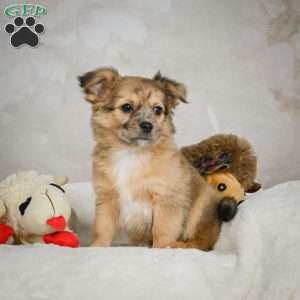 Terry, Chihuahua Puppy