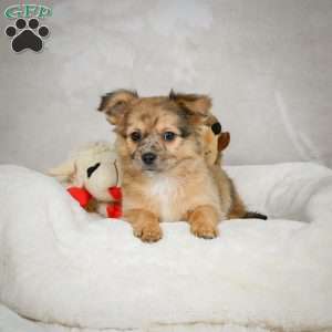 Terry, Chihuahua Puppy