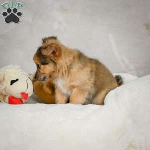 Terry, Chihuahua Puppy