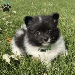 Riley, Pomeranian Puppy
