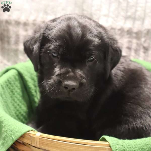 Gunner, Black Labrador Retriever Puppy