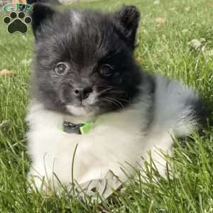 Riley, Pomeranian Puppy