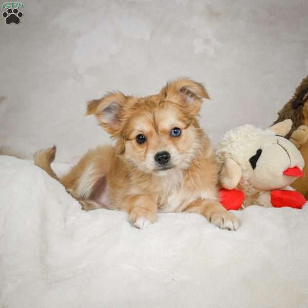 Jerry, Chihuahua Puppy