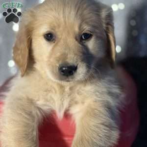 Rachel, Golden Retriever Puppy