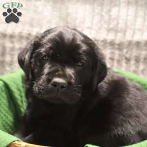 Gunner, Black Labrador Retriever Puppy