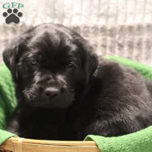 Gunner, Black Labrador Retriever Puppy