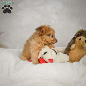 Johnny, Chihuahua Puppy