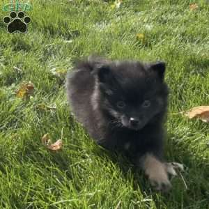 Tucker, Pomeranian Puppy