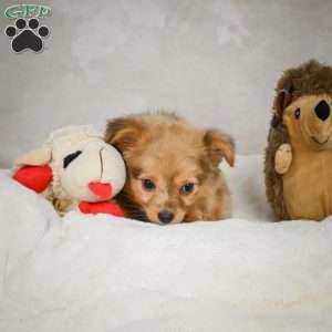 Johnny, Chihuahua Puppy