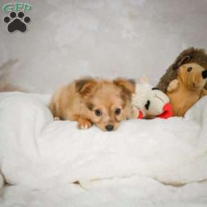 Johnny, Chihuahua Puppy