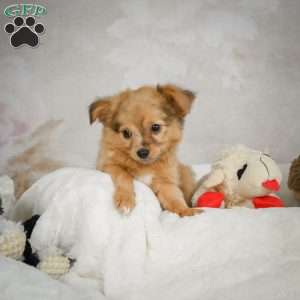 Johnny, Chihuahua Puppy