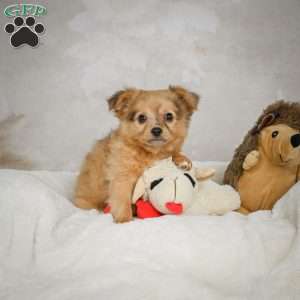 Johnny, Chihuahua Puppy