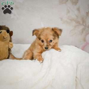 Johnny, Chihuahua Puppy