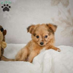 Johnny, Chihuahua Puppy