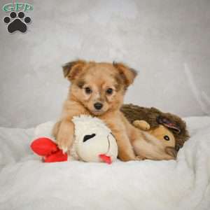 Johnny, Chihuahua Puppy