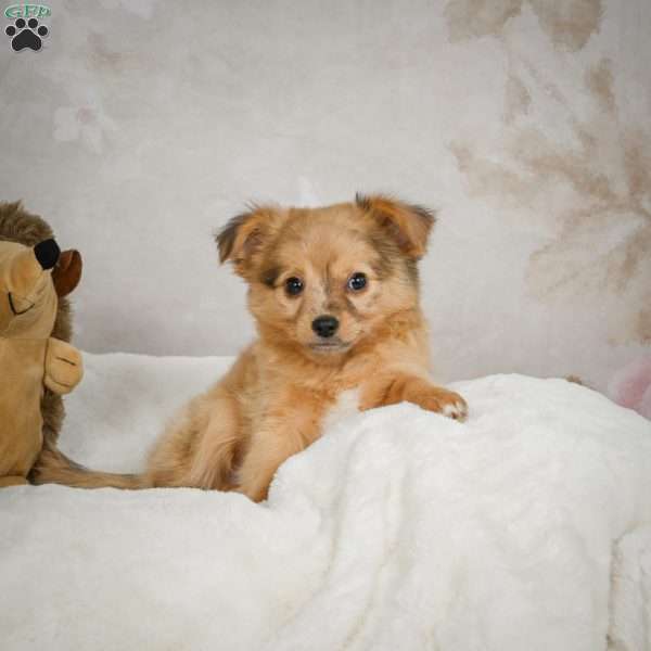 Johnny, Chihuahua Puppy