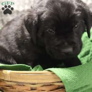 Gunner, Black Labrador Retriever Puppy