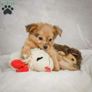 Johnny, Chihuahua Puppy