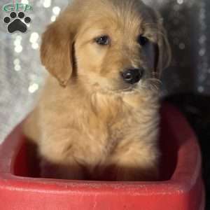 Roxane, Golden Retriever Puppy