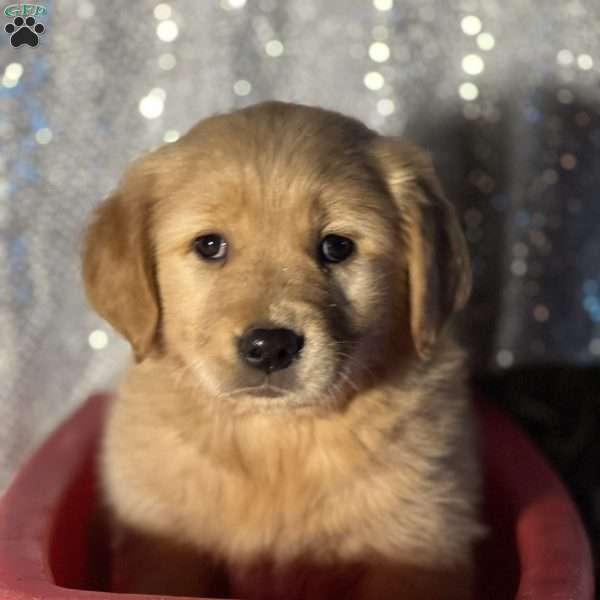 Roxane, Golden Retriever Puppy