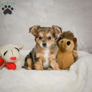 Jake, Chihuahua Puppy