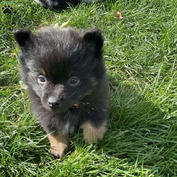 Tucker, Pomeranian Puppy