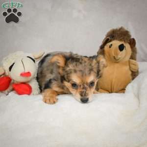 Jake, Chihuahua Puppy