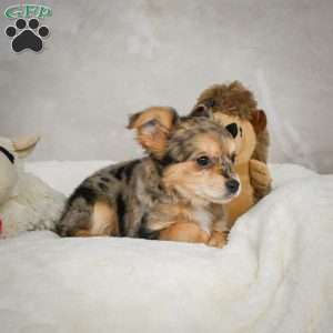 Jake, Chihuahua Puppy